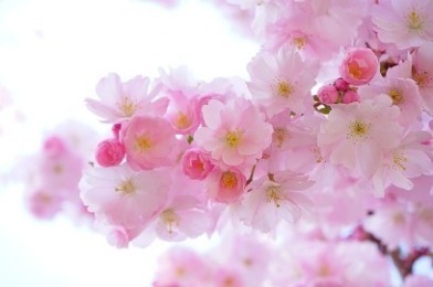 japanese-cherry-trees-2.jpg